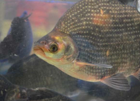 Tilapia