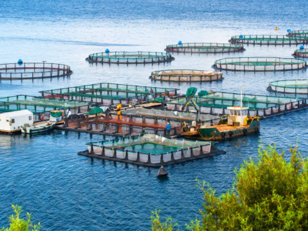 Types of Aquaculture