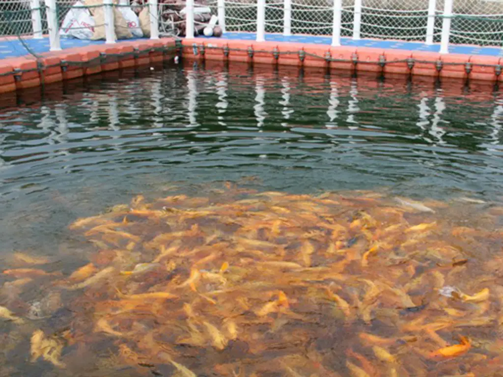 fish farming business