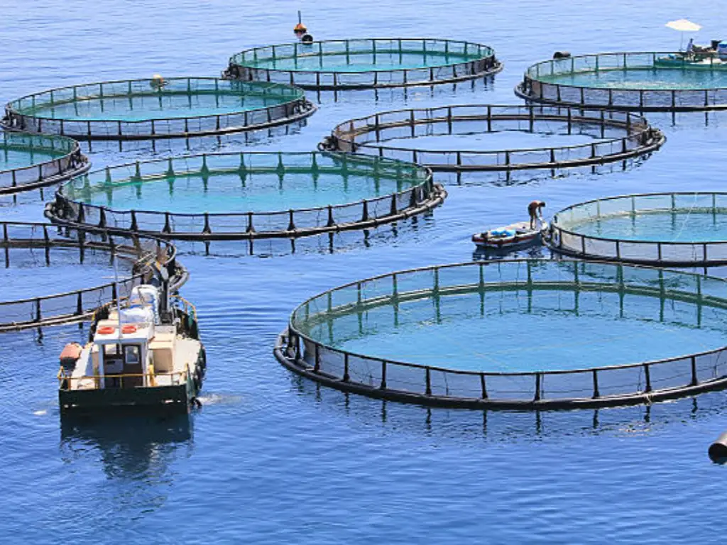 fish farming business