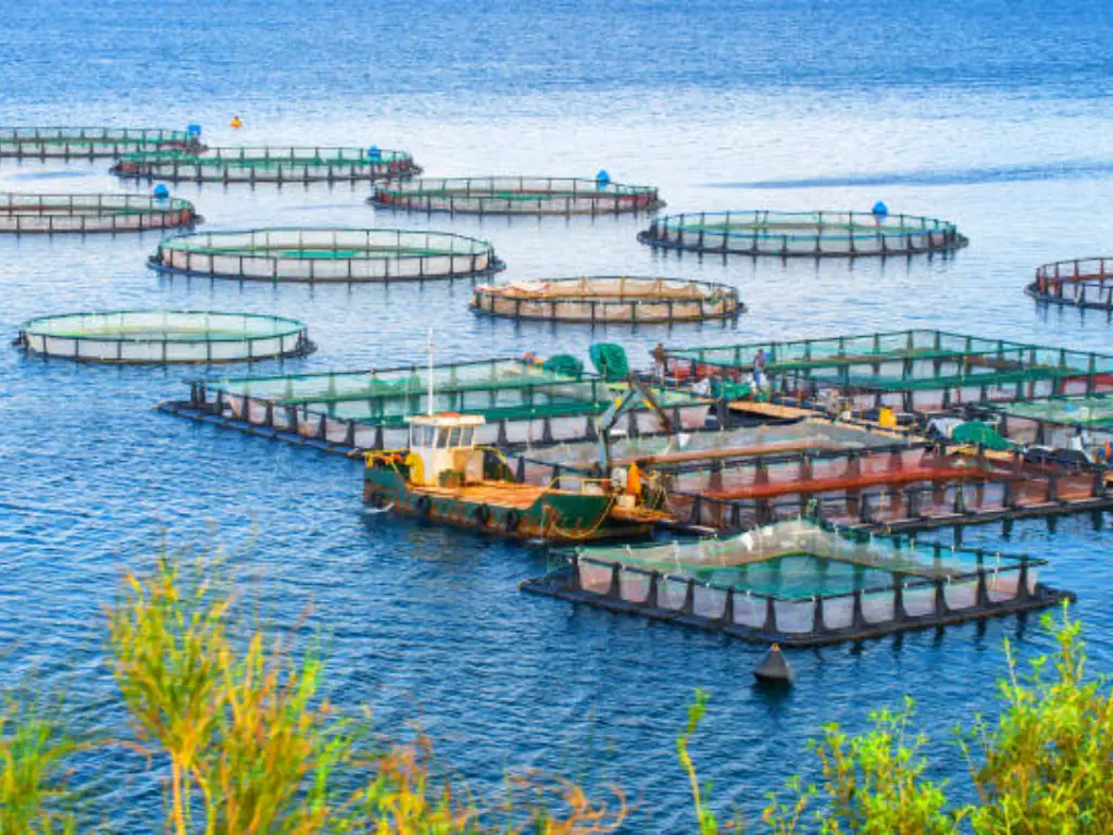 fish farming pros and cons