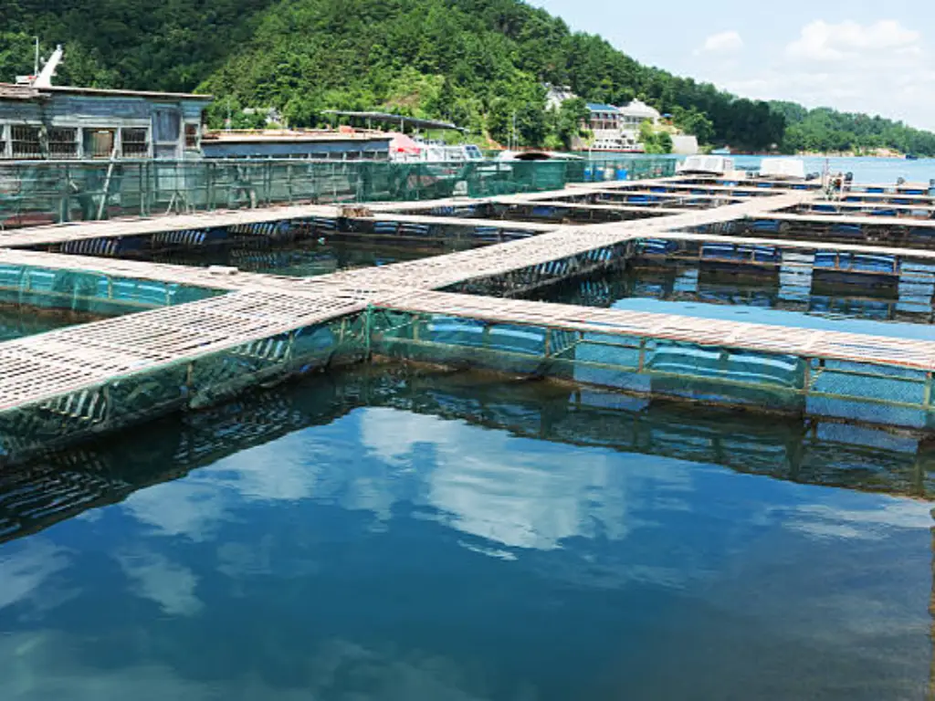 fish farming pros and cons