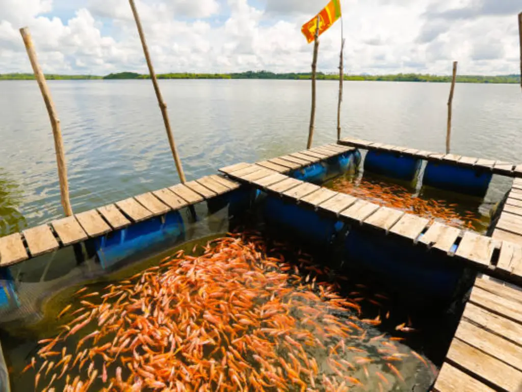 fish farming pros and cons