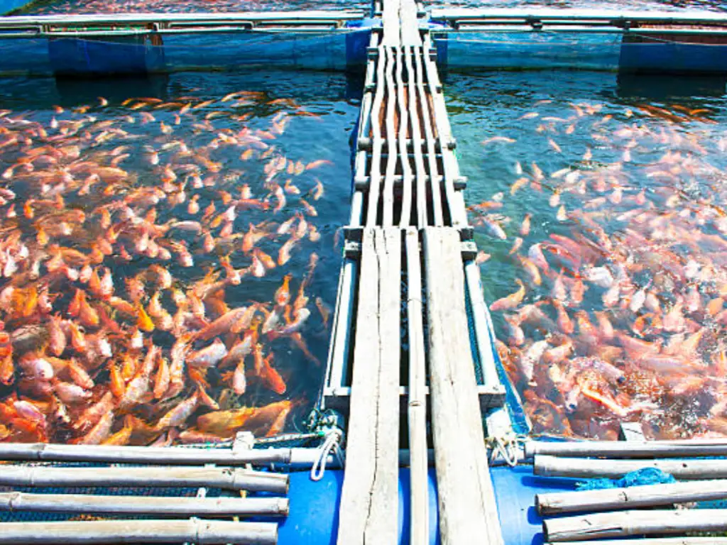 fish farming pros and cons